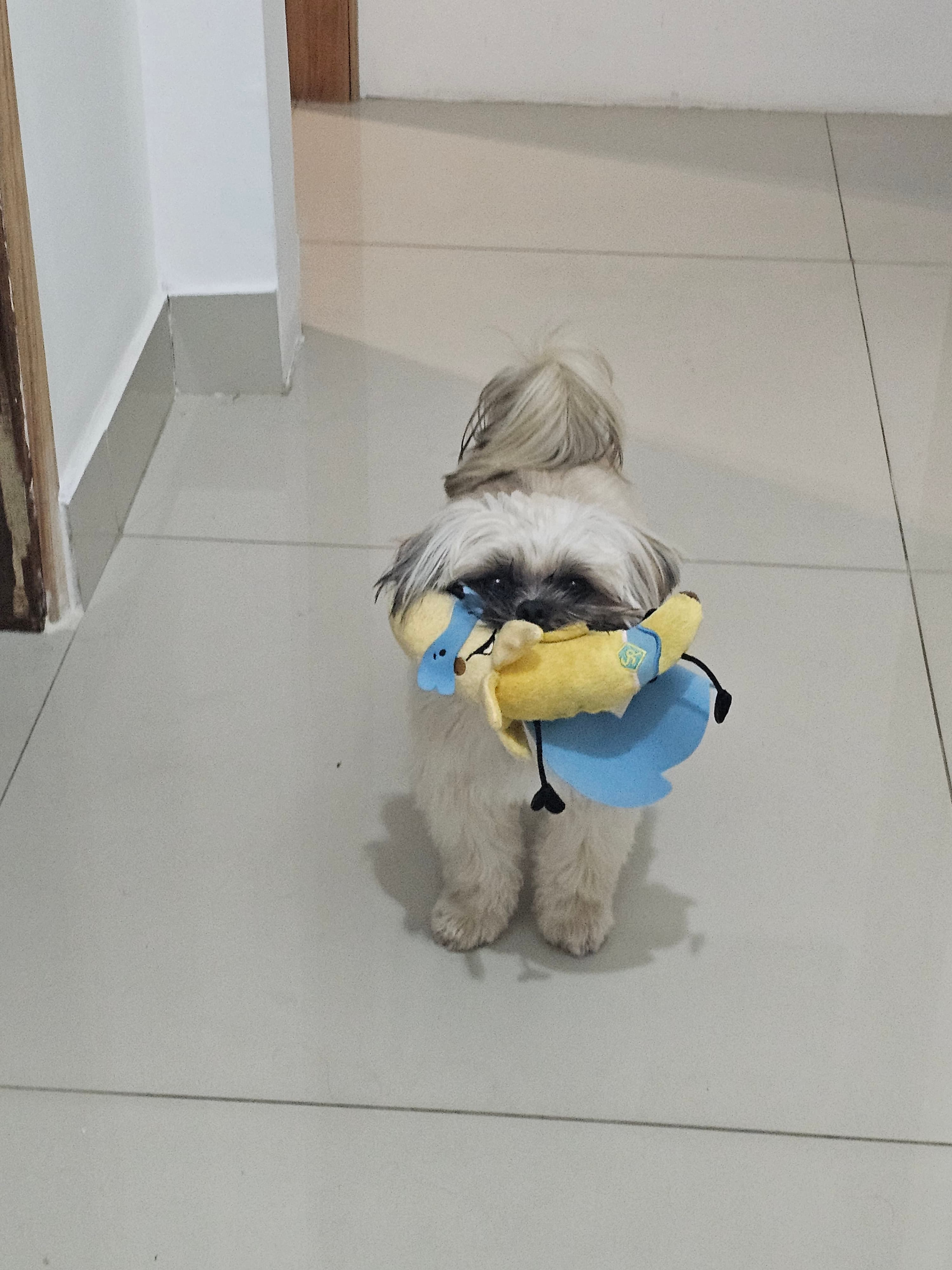 Brinquedos pro Eevee