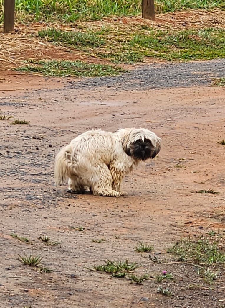 Remédios para o Eevee