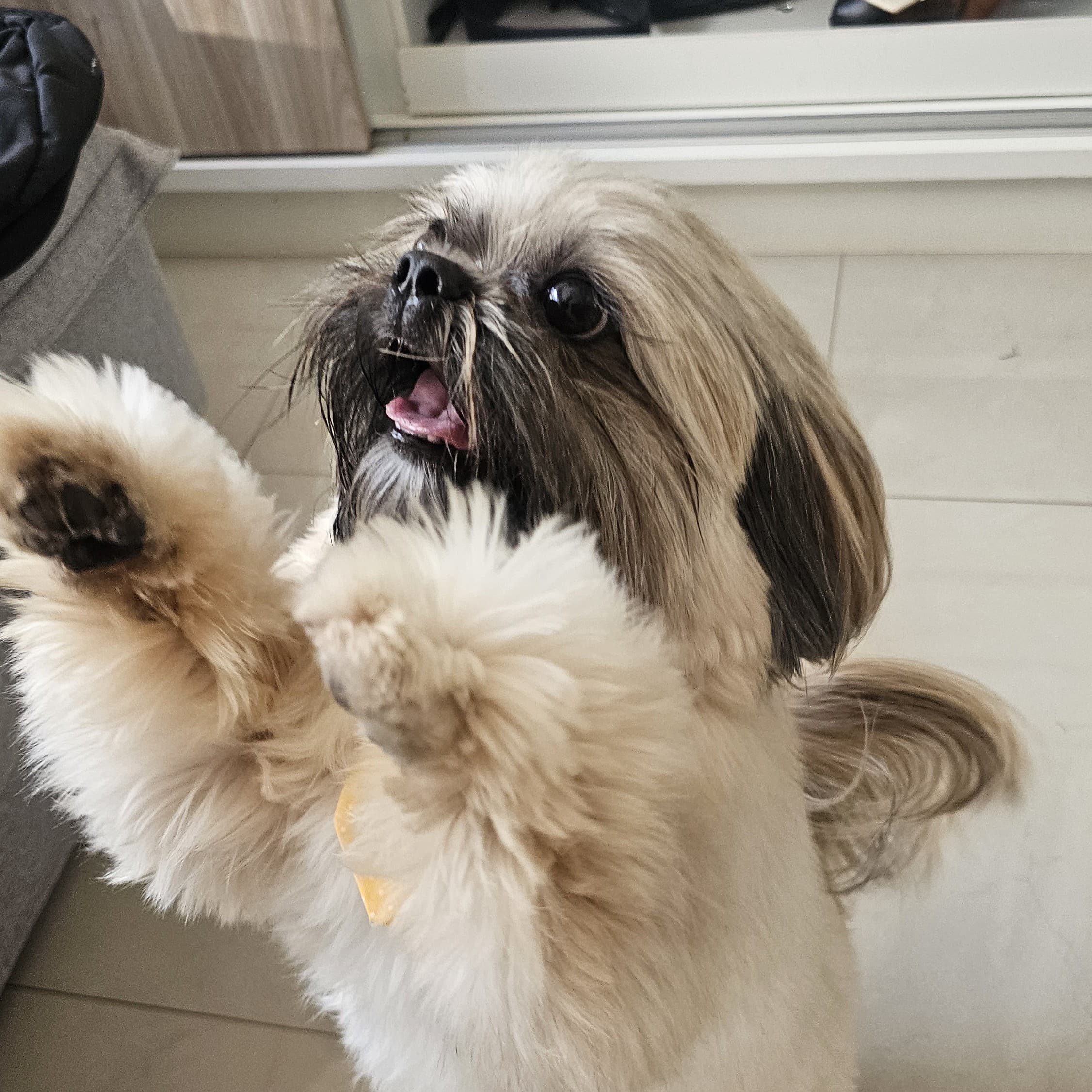 1 ano de petiscos para o Eevee