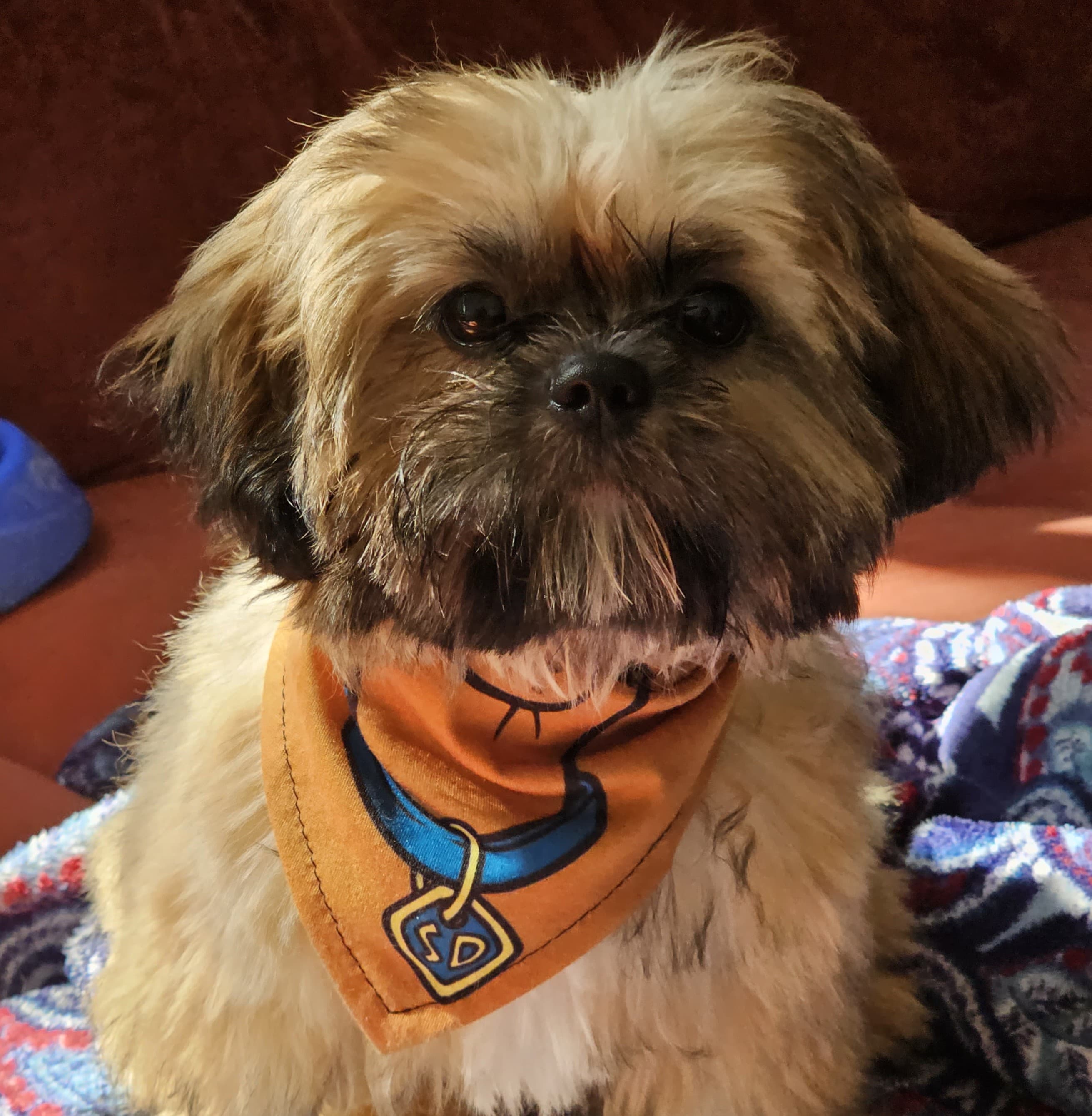 Pacote Banho Pet Shop