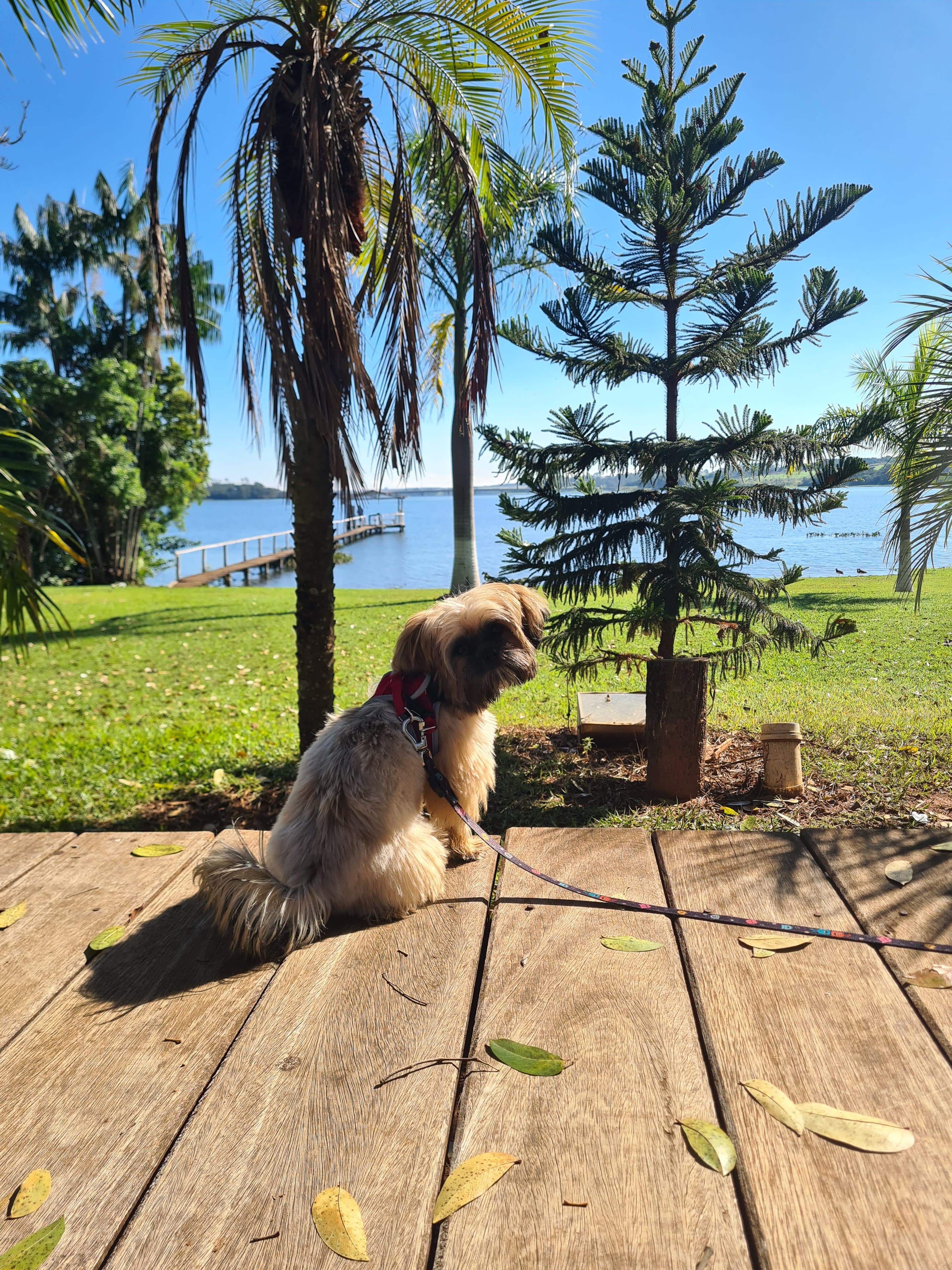 Semana no Resort para Pets