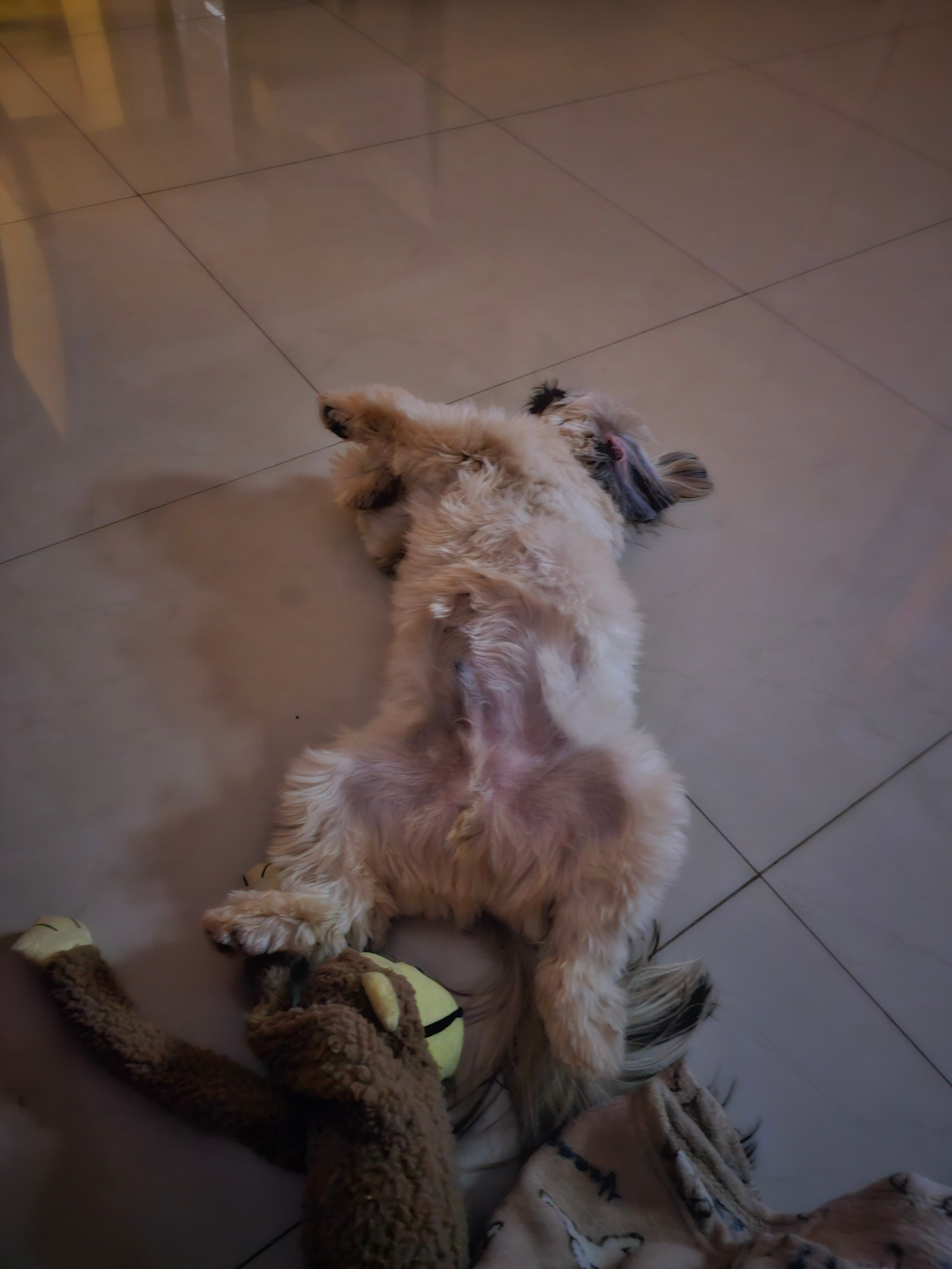 Dia de Spa para o Eevee